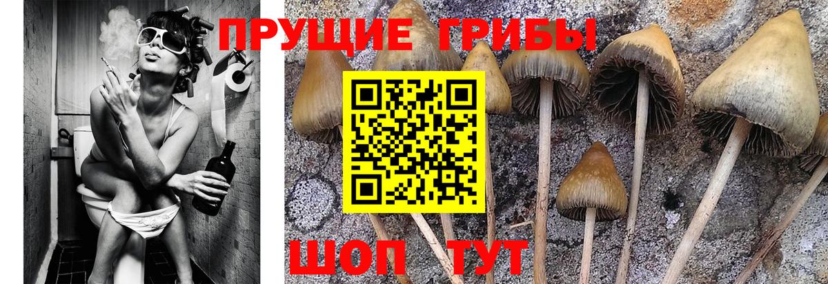 Галлюциногенные грибы GOLDEN TEACHER Междуреченск